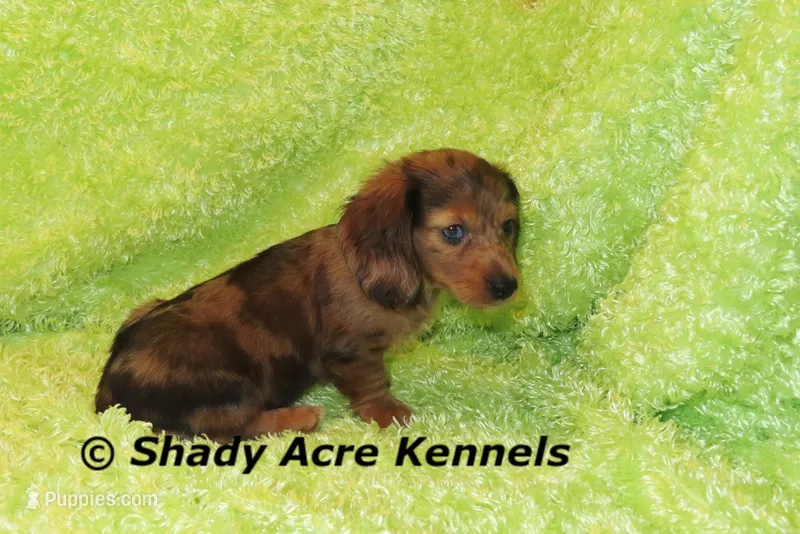 Long Coat Dapple Yamaha – Miniature Dachshund puppy for sale in Macon, GA
