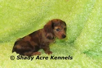 Long Coat Dapple Yamaha, a male Miniature Dachshund for sale in Macon, GA – 1 of 10
