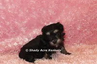 Maddie (AKC registerable), a female Havanese for sale in Macon, GA – 2 of 5
