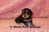 Long Coat Lodybug, a female Miniature Dachshund for sale in Macon, GA – 3 of 7