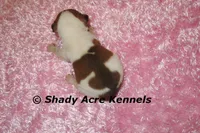 Smooth Shorty Cheela, a female Jack Russell Terrier for sale in Macon, GA – 4 of 5