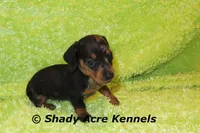 Dapple Yates, a male Miniature Dachshund for sale in Macon, GA – 5 of 10