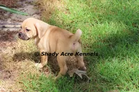 Bebby, a male Puggle for sale in Macon, GA – 8 of 10