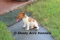 Elbert, a male Jack Russell Terrier for sale in Macon, GA – 5 of 8