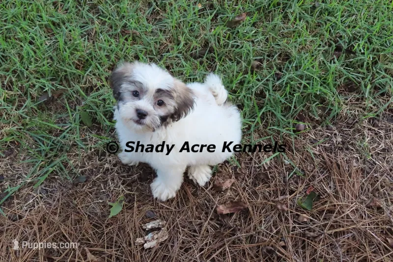 Mae – Shichon puppy for sale in Macon, GA