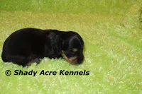 Lochlan, a male Miniature Dachshund for sale in Macon, GA – 3 of 4