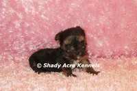 Bugundy--AKC registerable, a female Yorkshire Terrier for sale in Macon, GA – 5 of 6