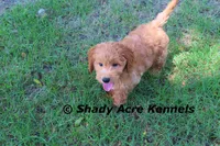 F1b Mini Golden Laroy--average weight 30#, a male Miniature Goldendoodle for sale in Macon, GA – 6 of 8