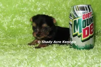 AKC Cecil-average < 4lb--Parent pics listed, a male Yorkshire Terrier for sale in Macon, GA – 3 of 9