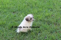 McCavity, a male Shichon for sale in Macon, GA – 7 of 9