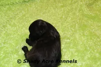 William, a male Shihpoo for sale in Macon, GA – 2 of 5