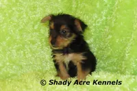 SeaDog--AKC reg. available, a male Yorkshire Terrier for sale in Macon, GA – 5 of 5