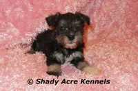 Espirit, a female Miniature Schnauzer for sale in Macon, GA – 1 of 6