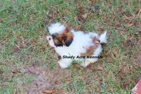 Killer--Parent pics too, a male Shih Tzu for sale in Macon, GA – 5 of 10