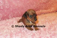 Bustine, a female Miniature Dachshund for sale in Macon, GA – 2 of 7