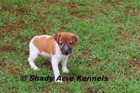 Ely, a male Jack Russell Terrier for sale in Macon, GA – 4 of 9