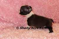 Mantana--ready to go 11-2, a female Boston Terrier for sale in Macon, GA – 3 of 10
