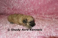 Gizzy, a female Shichon for sale in Macon, GA – 7 of 8