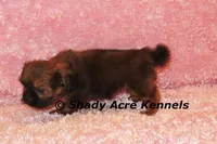 Kinsley, a female Shih Tzu for sale in Macon, GA – 5 of 8