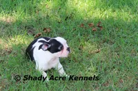 Indy--well behaved, happy, a male Boston Terrier for sale in Macon, GA – 5 of 10