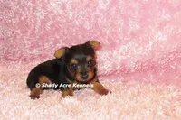 Bloxie-both parents are <5 lbs., a female Yorkshire Terrier for sale in Macon, GA – 3 of 9