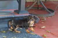 Dapple Yates-Parent pics too, a male Miniature Dachshund for sale in Macon, GA – 5 of 10