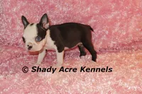 Duchess with Haggerty Spot, a female Boston Terrier for sale in Macon, GA – 3 of 6