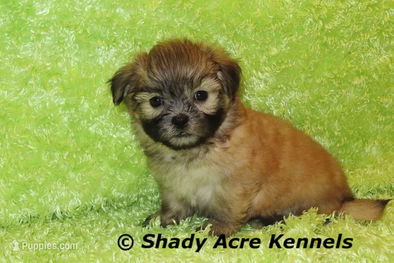 Gibson – Mal Shi puppy for sale in Macon, GA
