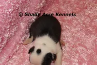 Haggerty Dot Ina, a female Miniature Goldendoodle for sale in Macon, GA – 5 of 6