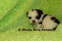 Trickster, a male Shih Tzu for sale in Macon, GA – 2 of 4