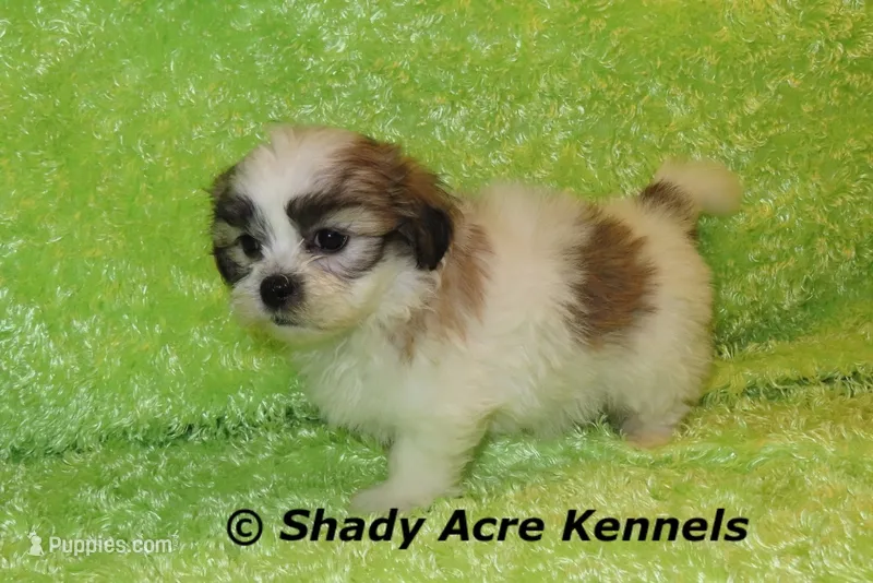 Girrett – Mal Shi puppy for sale in Macon, GA