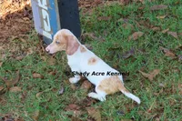 Yang-Parent pics too, a male Miniature Dachshund for sale in Macon, GA – 4 of 10