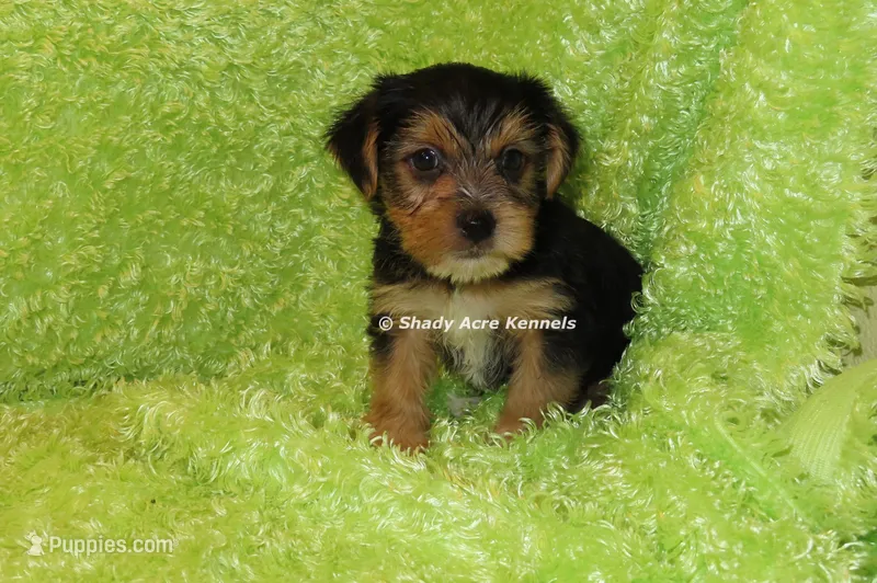 AKC Buick – Yorkshire Terrier puppy for sale in Macon, GA