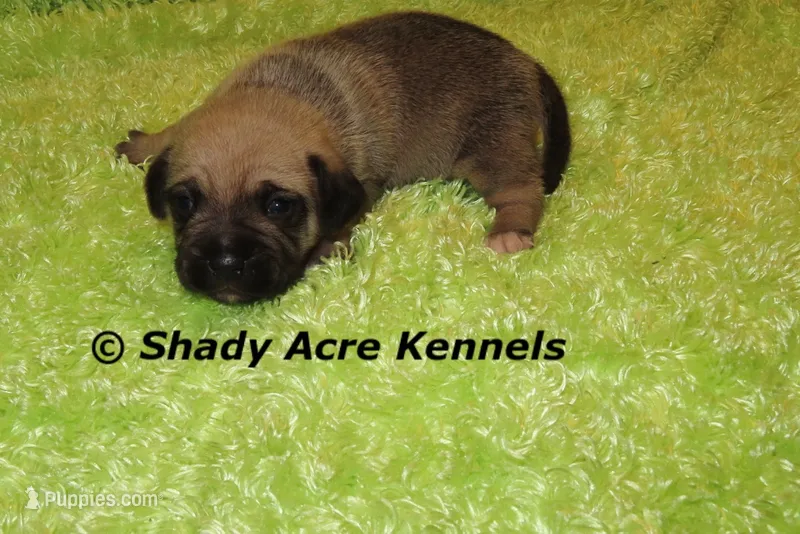 Benji – Puggle puppy for sale in Macon, GA