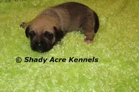 Benji, a male Puggle for sale in Macon, GA – 6 of 6