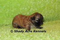 Gibson, a male Mal Shi for sale in Macon, GA – 3 of 6