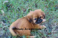 Firston--Parent pics too, a male Shih Tzu for sale in Macon, GA – 1 of 8