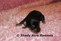 Lodybug, a female Miniature Dachshund for sale in Macon, GA – 2 of 5