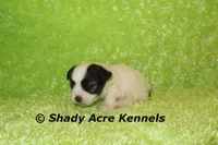 Gineral, a male Mal Shi for sale in Macon, GA – 2 of 8