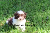 RobinHood, a male Havamalt for sale in Macon, GA – 3 of 10