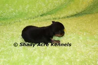 SeaDog, a male Yorkshire Terrier for sale in Macon, GA – 3 of 6