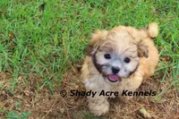 Gibson, a male Mal Shi for sale in Macon, GA – 1 of 10