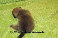 Benji, a male Puggle for sale in Macon, GA – 2 of 6