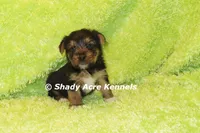 Budges----AKC registerable, a male Yorkshire Terrier for sale in Macon, GA – 7 of 10