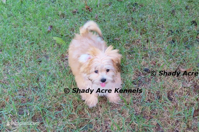 Gironimo – Mal Shi puppy for sale in Macon, GA