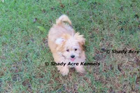Gironimo--Parent pics too, a male Mal Shi for sale in Macon, GA – 1 of 10