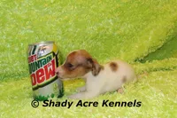 Long Coat Yang, a male Miniature Dachshund for sale in Macon, GA – 5 of 7