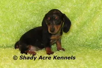 Dapple Yates, a male Miniature Dachshund for sale in Macon, GA – 8 of 10