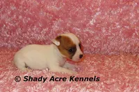 Anagi, a female Jack Russell Terrier for sale in Macon, GA – 2 of 9
