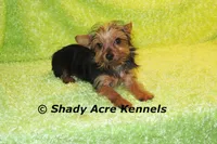 Frederick--5lbs, a male Yorkshire Terrier for sale in Macon, GA – 3 of 7